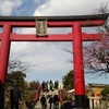 旧中川の河津桜と亀戸天神の梅