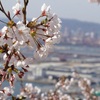 コロナが再度本格化する前に和歌浦の桜と和歌山城の夜桜を見に行ってった