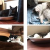 【モグニャン 食いつき,感想】まとめてみました。四猫のモグニャンに対するリアルな反応、口コミサイト通りにはいかない・・・