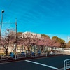 【木場公園東側•大横川沿い(東京江東区)】河津桜の開花状況 2024年2月24日時点