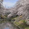 高田千本桜