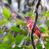フレイザーズヒルの野鳥(1)