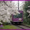 【嵐電】北野線沿線の桜