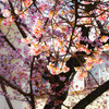 熱海桜を見て来ました②
