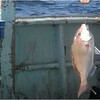  マダい、ワラサ釣りは釣ってあたり前