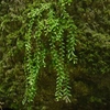  Begonia sp from Bukittinggi【AZ1123-12a】 