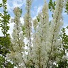 ５月にちなんで【憧れ】の話（２）：【憧れ】の対象は人から進化する