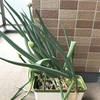 4月3日