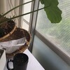 里芋の水滴量