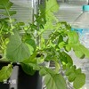 窓際水耕栽培の葉大根を初収穫｜種まきから約2ヶ月、おにぎりにして食べてみた