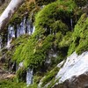 過去の写真から ： 苔と氷柱