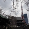 増上寺の桜