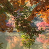 秋の迷彩