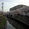 今日は名古屋出張です。大岡川の桜･･まだがんばっています。