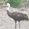 珍客ナベヅル、田んぼに　東神楽