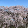 身延の枝垂れ桜