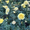 神代植物公園。
