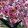 五戸町(倉石)〜新郷村　　小渡平公園の八重桜と新郷温泉館