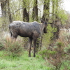 Two Moose at Gros Ventre River