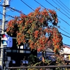 酒屋巡り