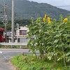 ヒマワリと草刈りと