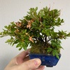 ツツジの花後の剪定