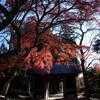 長龍寺の紅葉（合成写真）