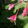 「シュウカイドウ」の雌花も咲きました。