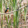  20140426カワセミ修行