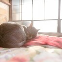 猫と学ぶ、はるまきの作り方