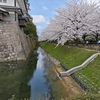金沢城「内堀の桜」