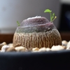 【塊根植物】アデニアグラウカの管理や育て方ってどうやるの？