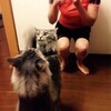 やっぱり猫は鏡が嫌いか