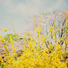 春の日の記憶： 富士フイルム KLASSE S + PROVIA 100