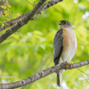 2019年5月9日の鳥撮り-東京都の公園