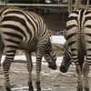 シニア夫婦の散歩コース、冬の動物園もありだな...。