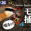 1226【小さな猛禽モズがミミズを捕食】梅の花にスズメ、オナガ水飲み、カワウ婚姻色、タヒバリ、猫の水死体閲覧注意。ピラカンサほぼ食べられる【 #今日撮り野鳥動画まとめ 】 #身近な生き物語