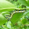 イボタガ幼虫発見からの～