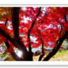 袖ヶ浦公園　上池周辺の紅葉