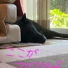 サンの定位置。