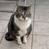 猫の恩返し・・