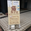 横浜の猫カフェ　ミーシスさんへ行ってきました！