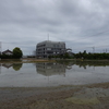 浜ちゃんの散歩道( １6）　朝の曇天と季節外れの自然播種の早咲のコスモス