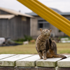 隣県西部離島のねこさん