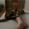 ゴロゴロするあんころもち特集104
