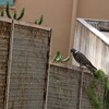モリバト(Common Wood-Pigeon)とニシイワツバメ(House Martin)