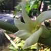 パパイヤの花