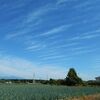 サンマが泳ぐ　秋の空