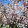 散りゆく桜の花の楽しみ