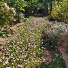 まだまだ頑張る庭の花々、変なのもいるよ。